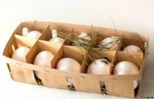 Tendance : Installer un poulailler dans son jardin